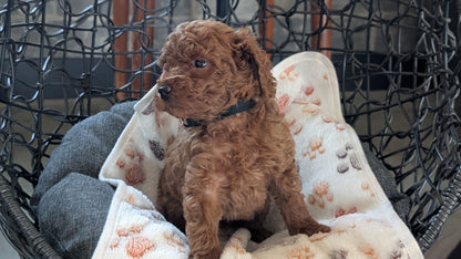 TOY POODLE (SEP 10) 4 MALES/2 FEMALES