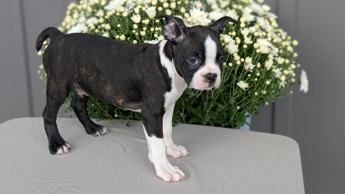 BOSTON TERRIER (JUL 11) 4 FEMALES/4 MALES