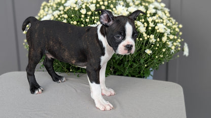 BOSTON TERRIER (JUL 11) 4 FEMALES/4 MALES