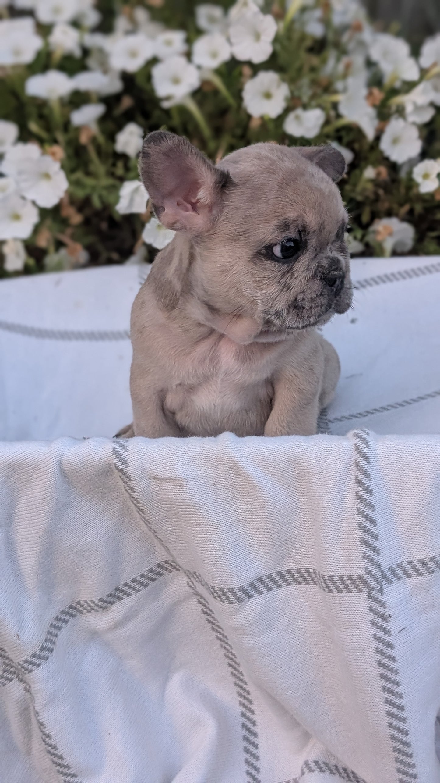 FRENCH BULLDOG (07/15) MALE