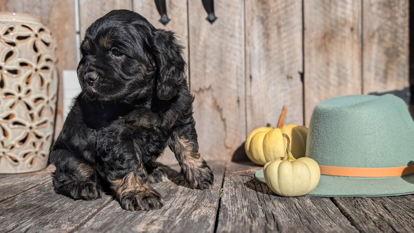 COCKER SPANIEL (09/19) MALE