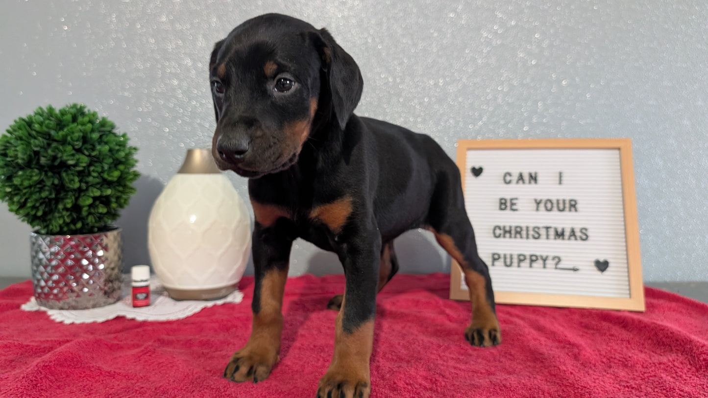 DOBERMAN PINSCHER (OCT 17) FEMALES