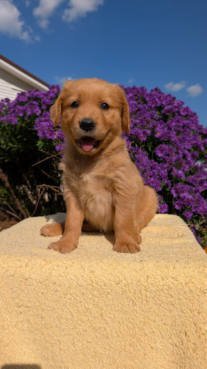 GOLDEN RETRIEVER (08/14) FEMALE