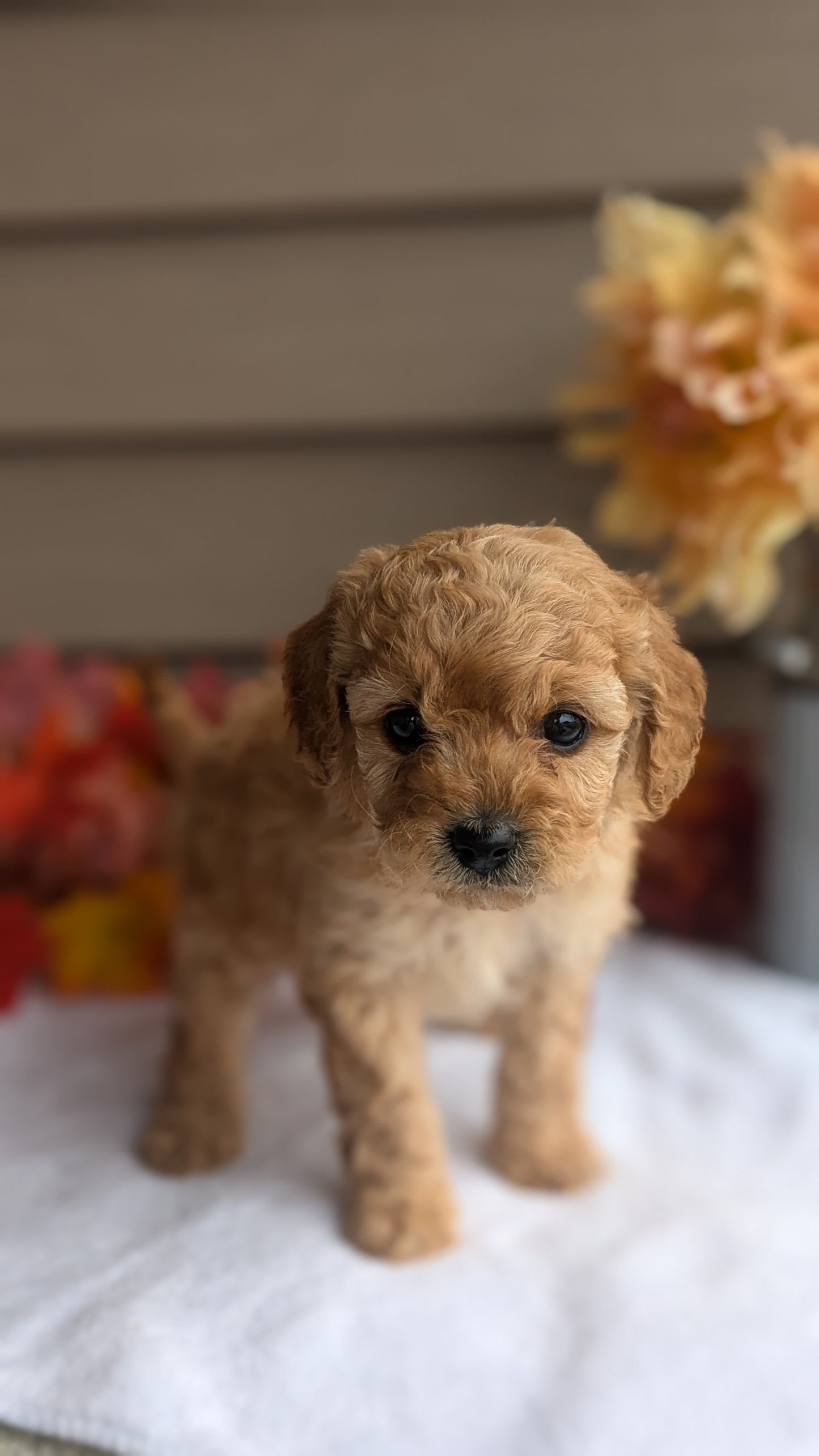 DOXIEPOO (08/19) MALE