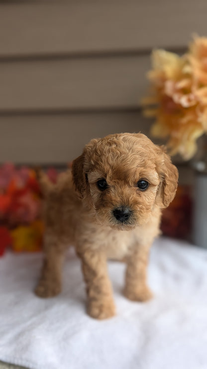 DOXIEPOO (08/19) MALE