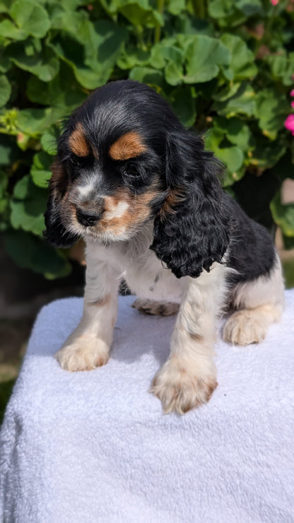 COCKER SPANIEL (07/16) FEMALE
