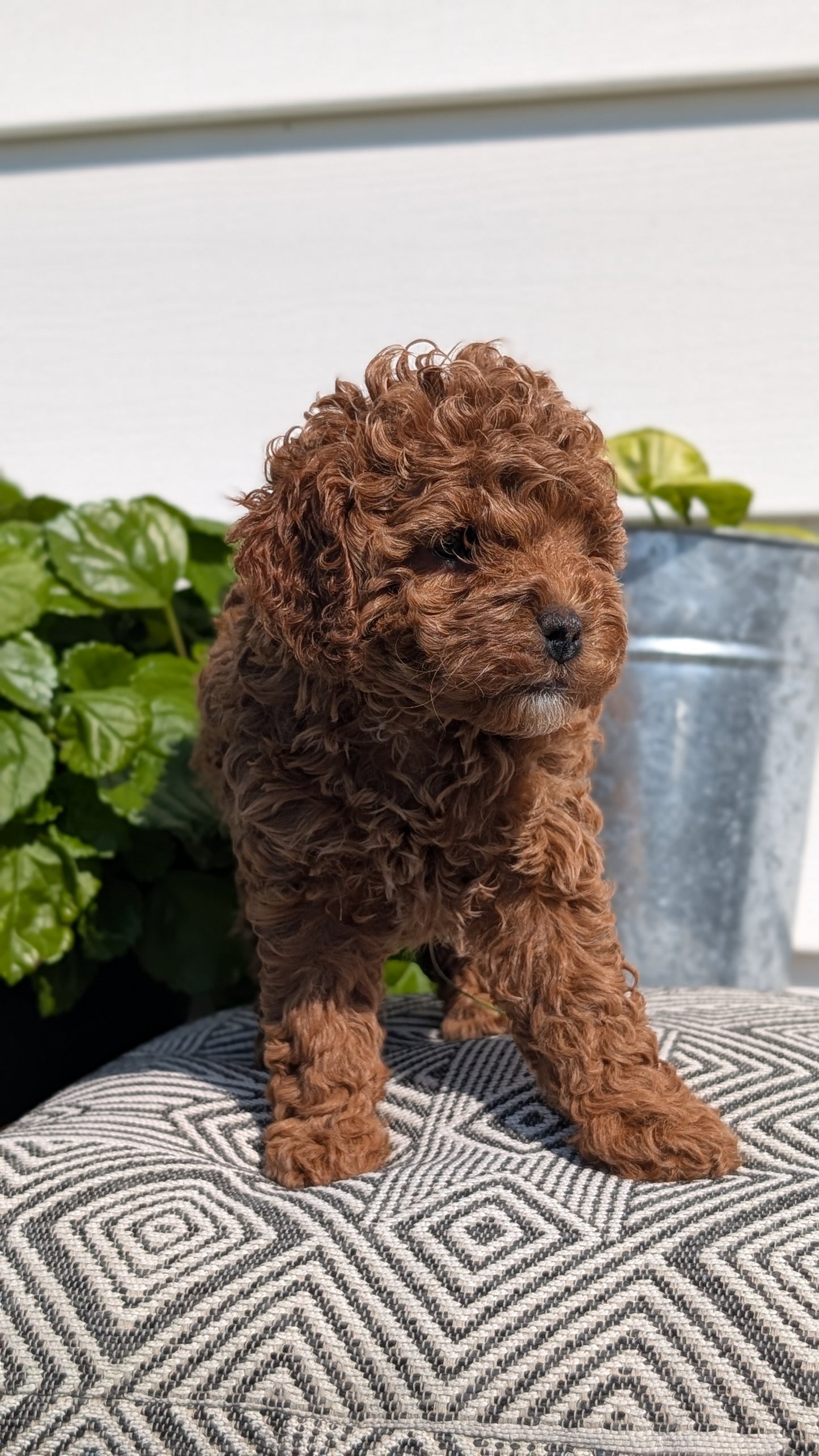 COCKAPOO (08/03) FEMALE