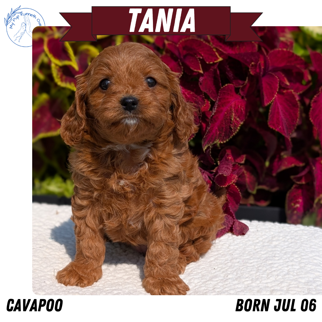 CAVAPOO (07/06) FEMALE