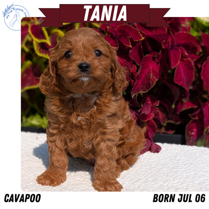 CAVAPOO (07/06) FEMALE