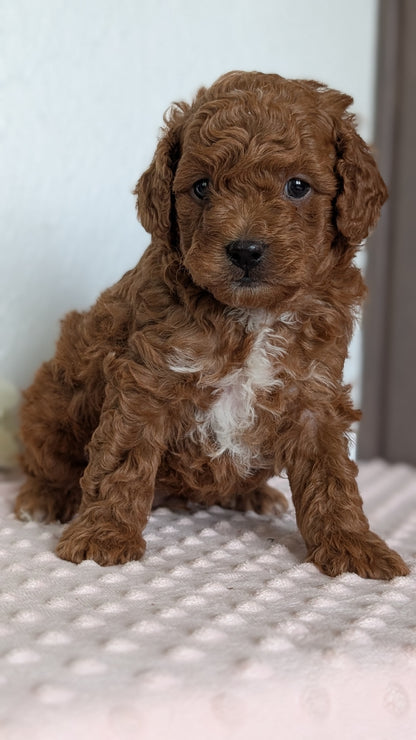 CAVAPOO (APR 12) MALE