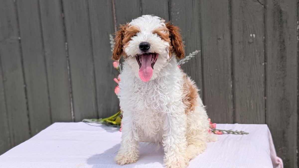 MINI POODLE (MAY 08) MALES