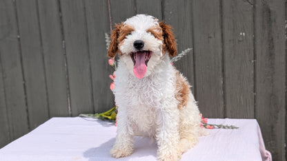 MINI POODLE (MAY 08) MALES