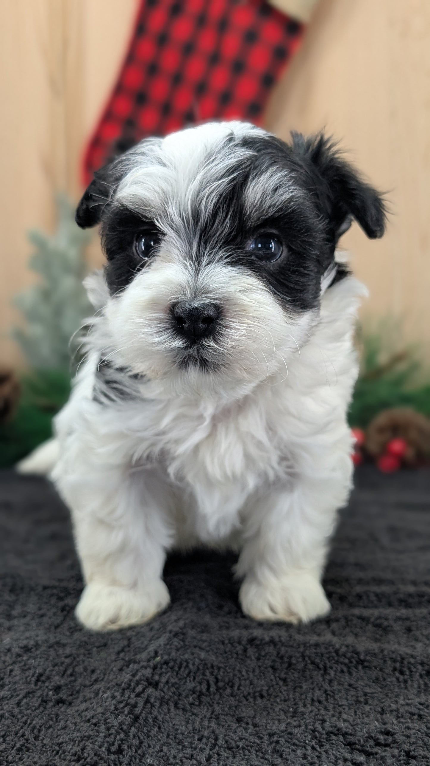 HAVANESE (OCT 25) MALES
