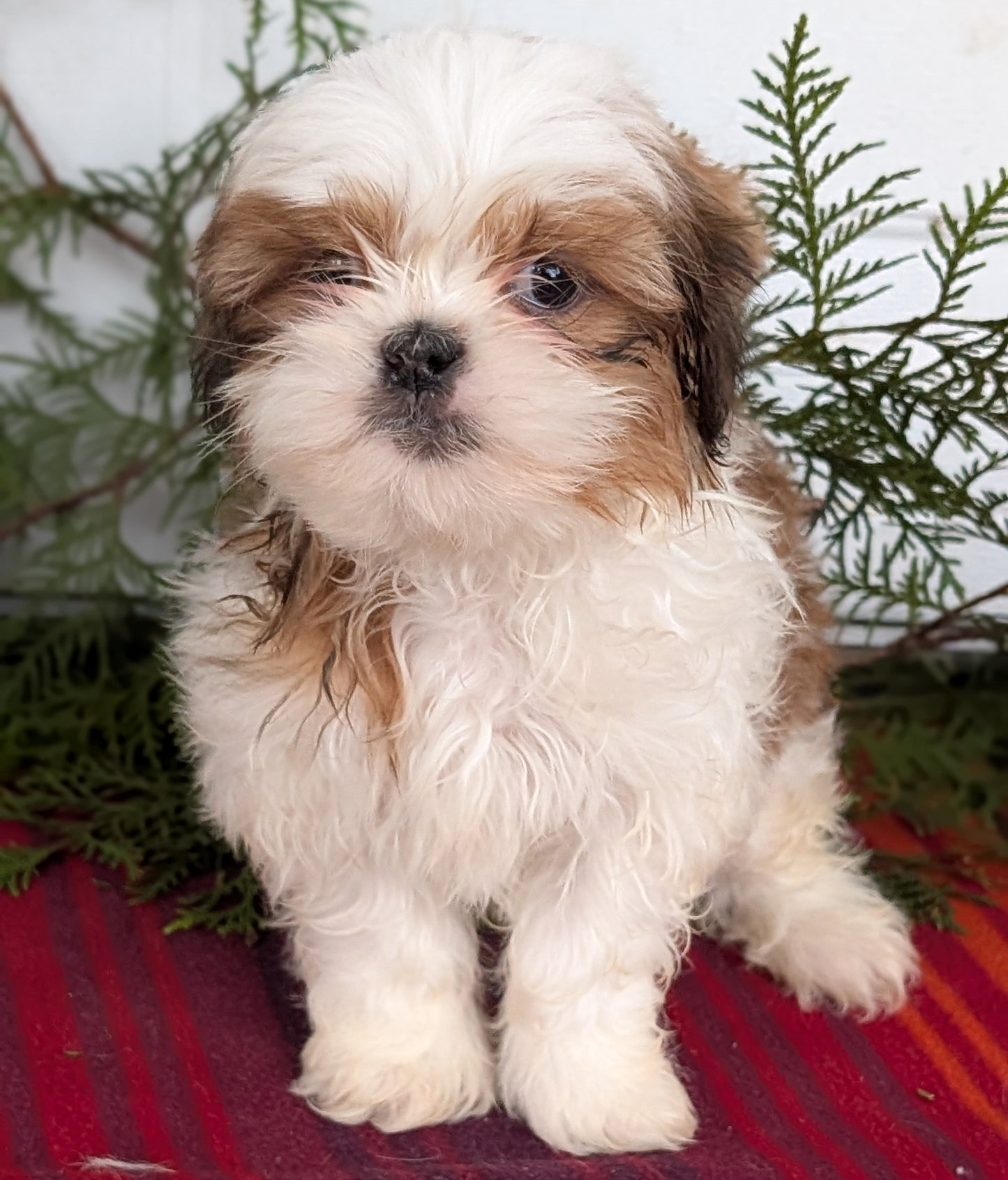 SHIH TZU (SEP 30) MALES