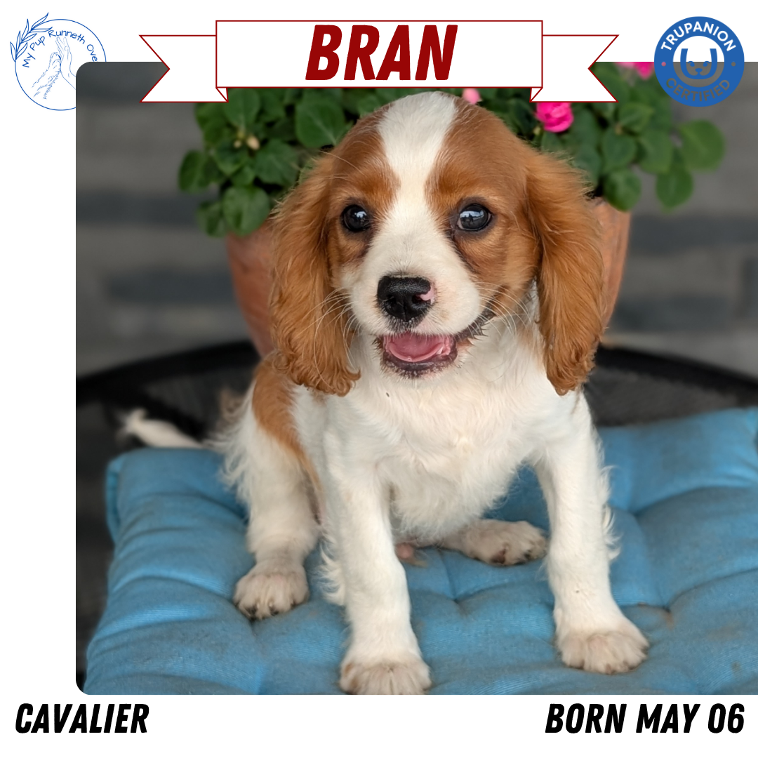 CAVALIER (05/06) MALE