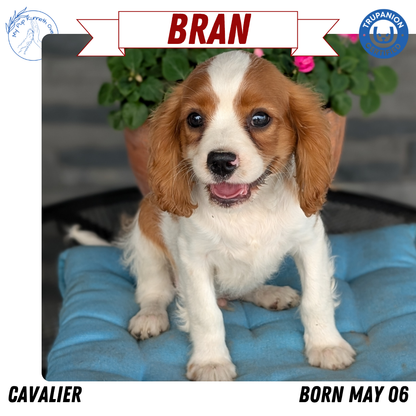 CAVALIER (05/06) MALE