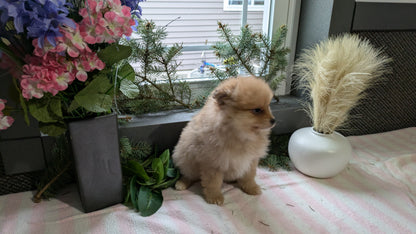 POMERANIAN (11/01) MALE