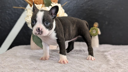 BOSTON TERRIER (FEB 09) FEMALES