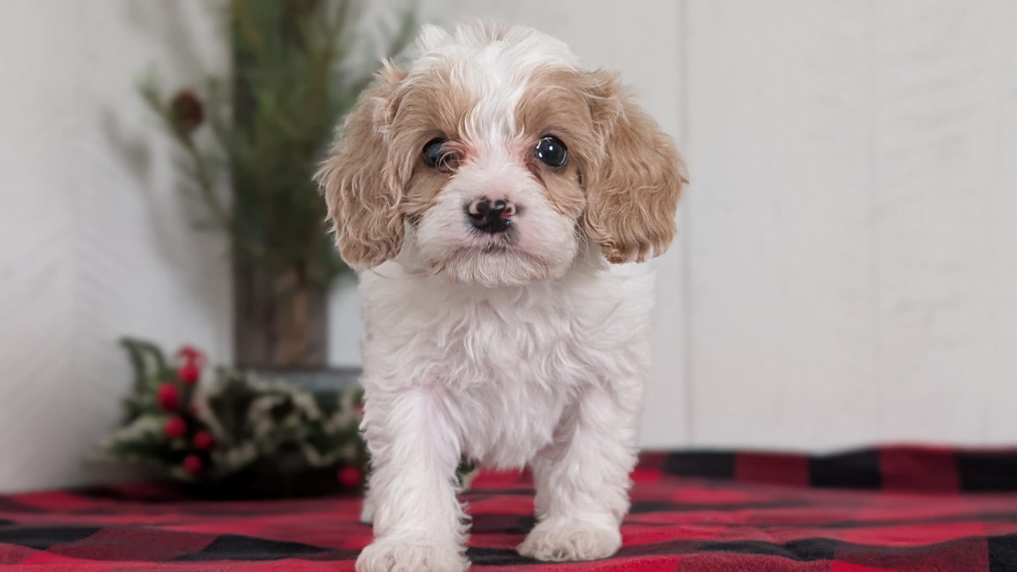 CAVAPOO (OCT 27) MALE