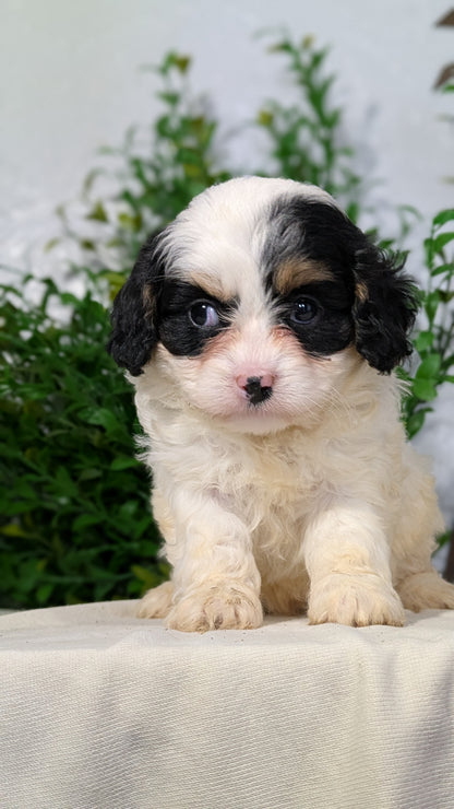 CAVAPOO (02/17) FEMALE