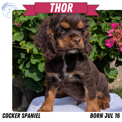 COCKER SPANIEL (07/16) MALE