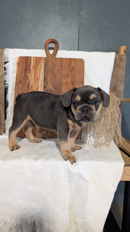 FRENCH BULLDOG (05/23) MALE