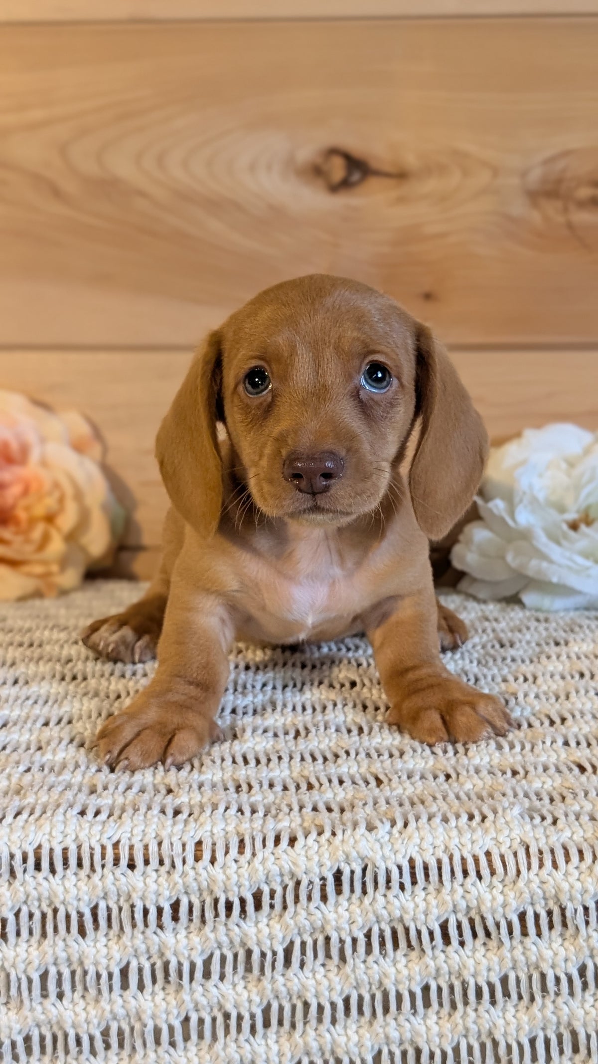 MINI DACHSHUND (JUL 30) 4 MALES/1 FEMALE