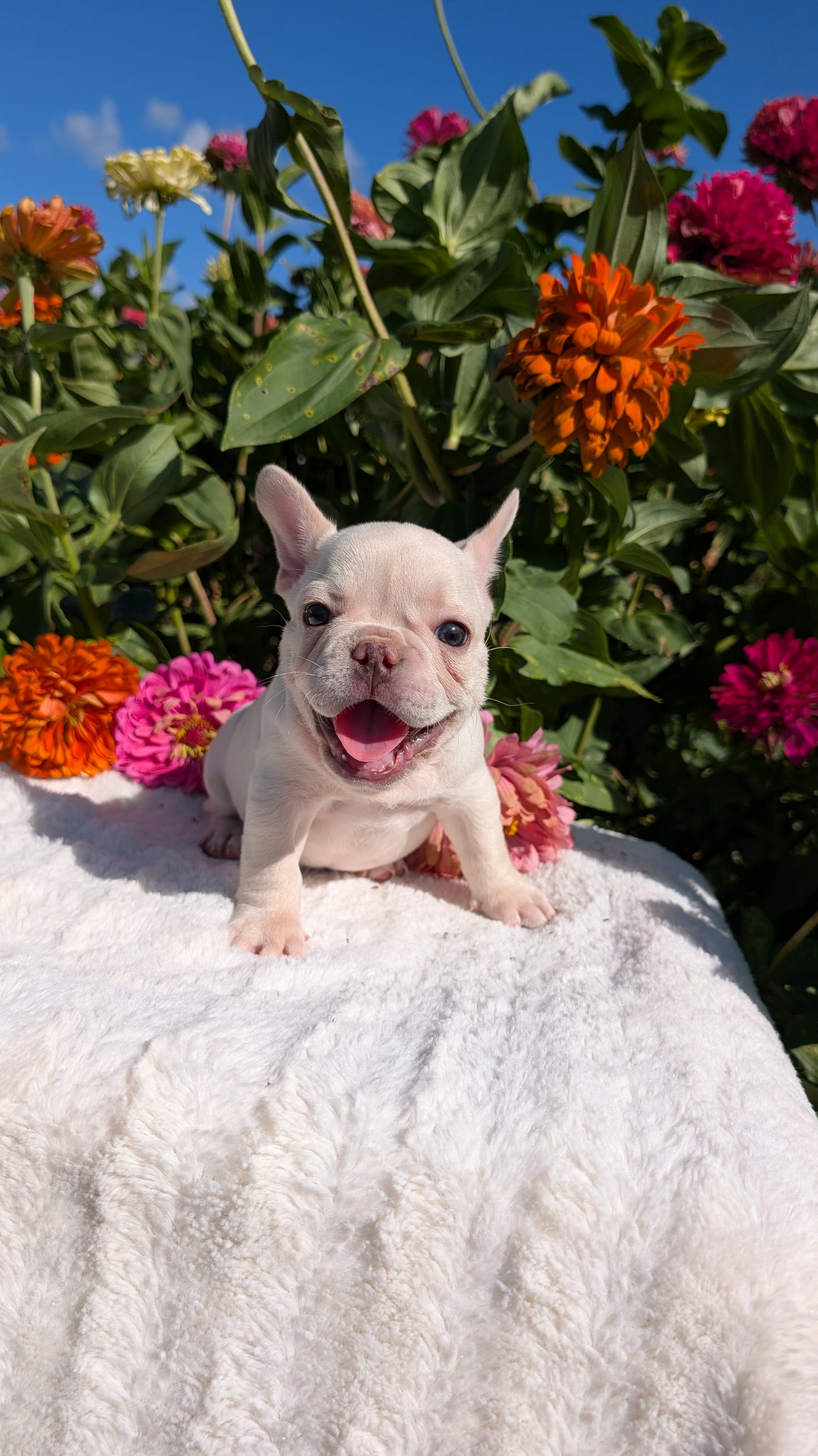 FRENCH BULLDOG (07/08) MALE