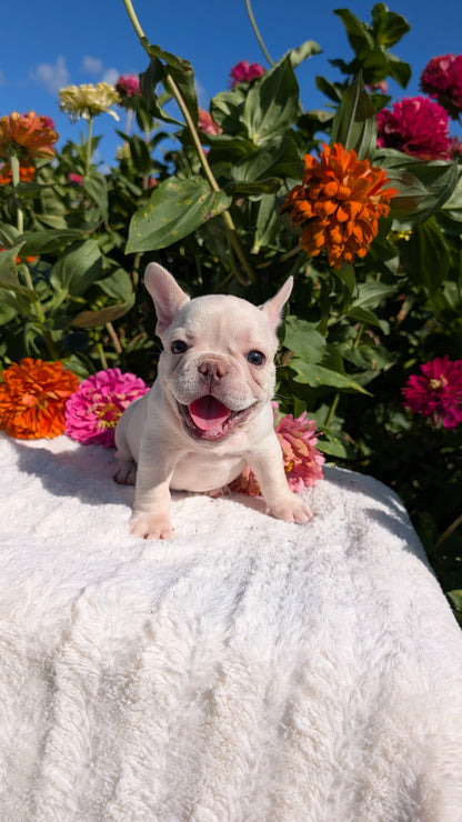 FRENCH BULLDOG (07/08) MALE