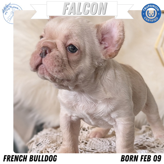 FRENCH BULLDOG (FEB 09) MALE