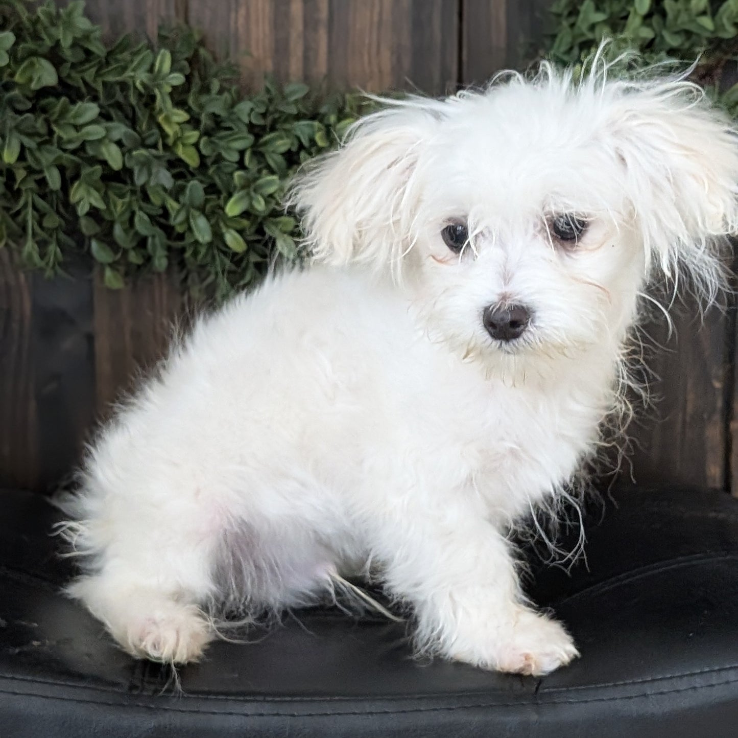 MALTESE (NOV 15) MALES