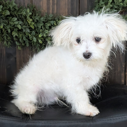 MALTESE (NOV 15) MALES