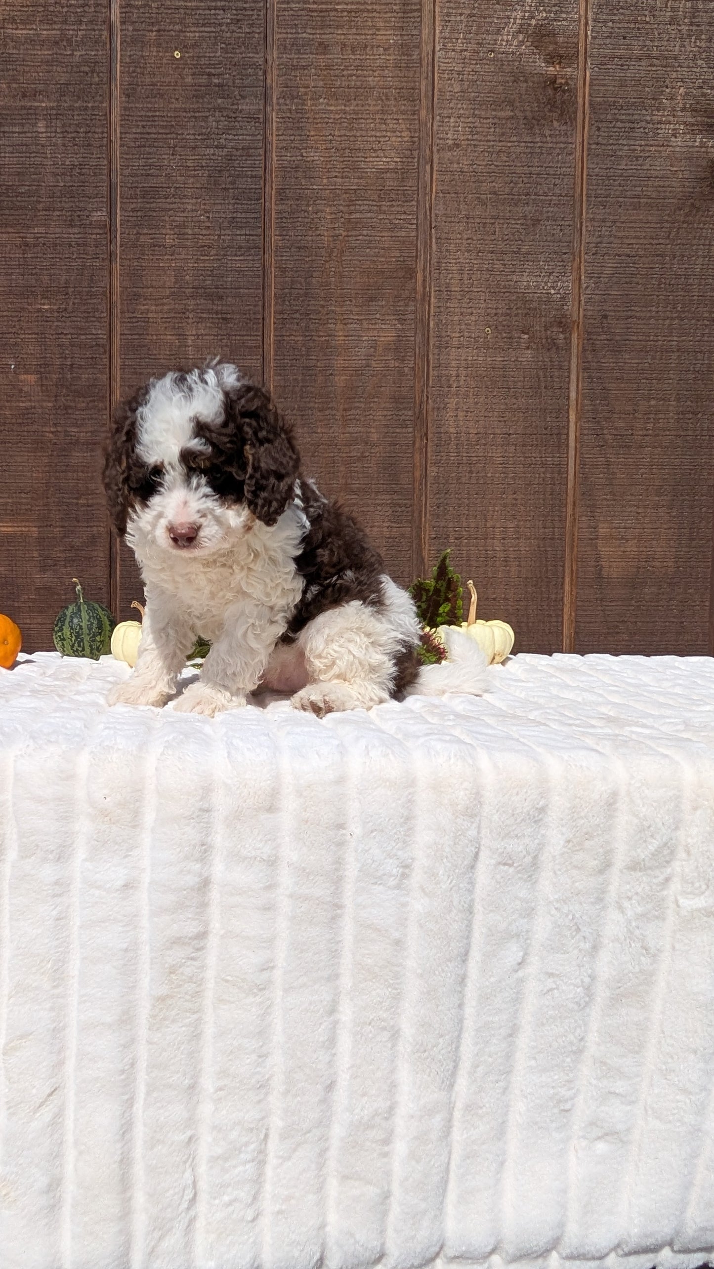 MINI BERNEDOODLE (08/06) MALE
