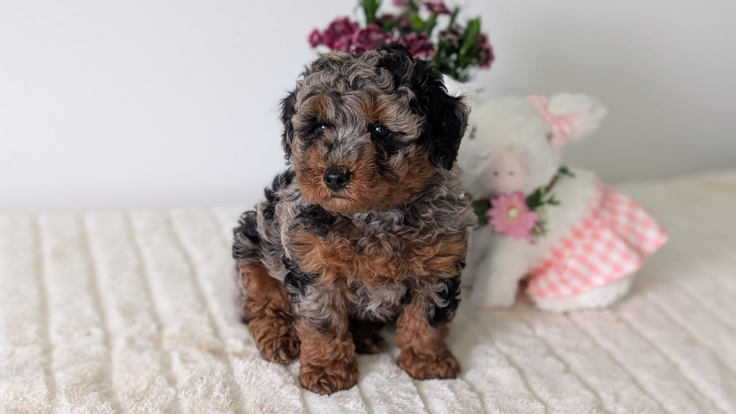 MINI POODLE (MAR 11) MALE