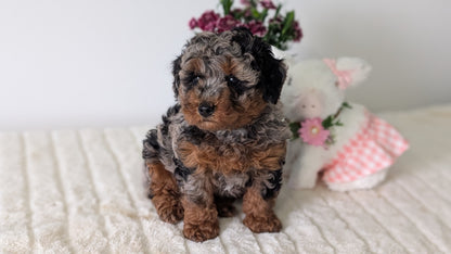 MINI POODLE (MAR 11) MALE