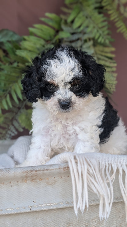 COCKAPOO (MAY 22) FEMALES