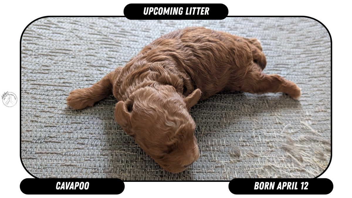 CavaPoo Born April 12 – My Pup Runneth Over