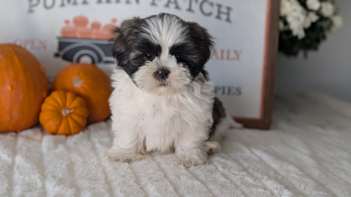 SHIH TZU (AUG 17) 2 FEMALES/3 MALES
