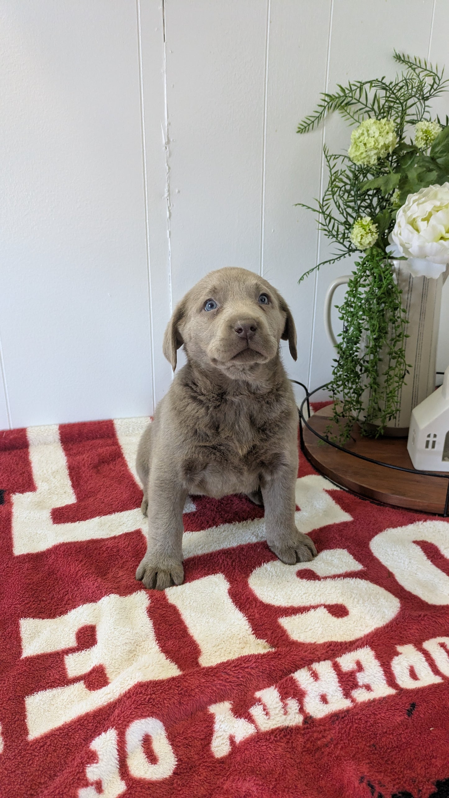 LABRADOR RETRIEVER (11/03) FEMALE