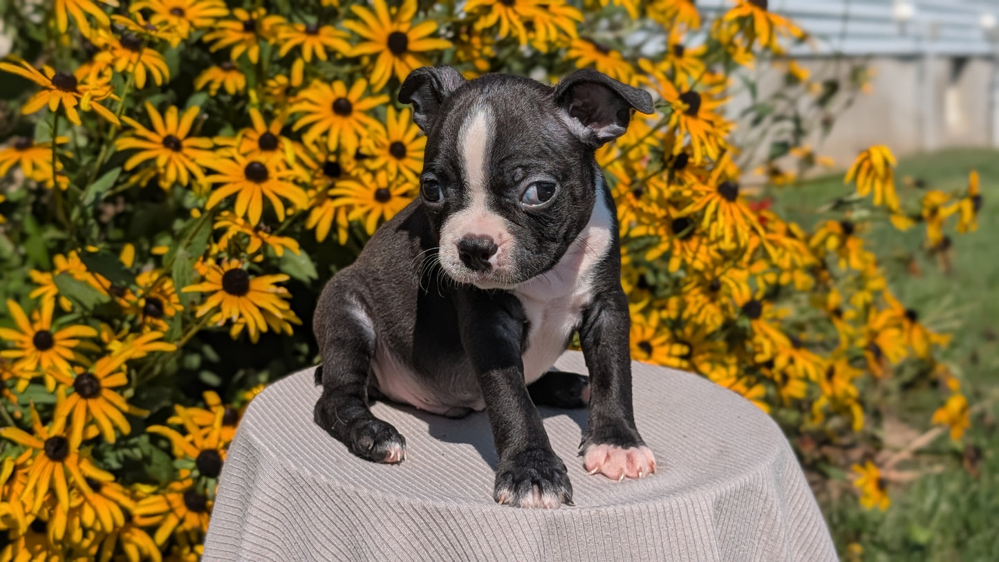 BOSTON TERRIER (JUL 11) 4 FEMALES/4 MALES