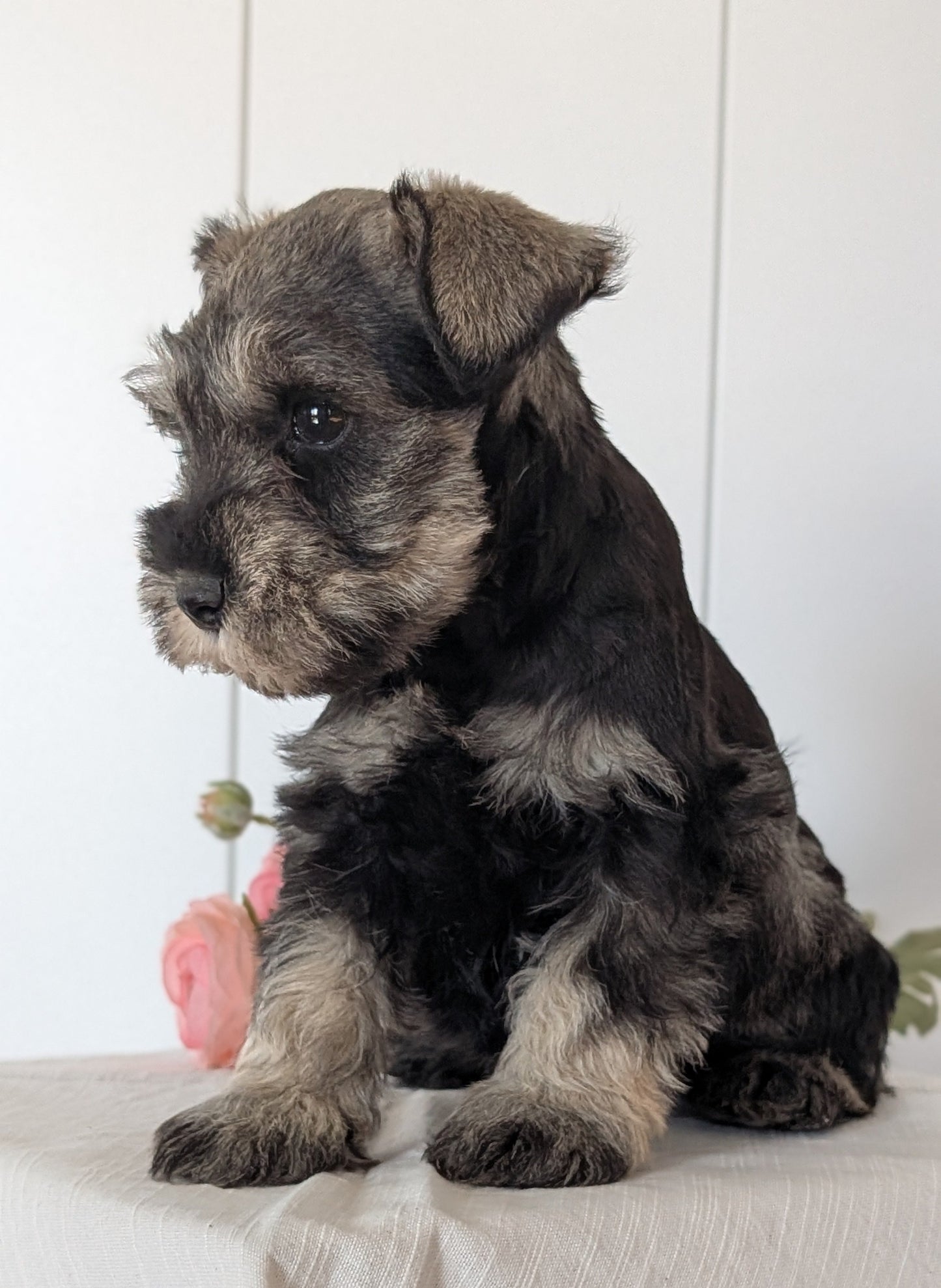 MINI SCHNAUZER (JAN 14) MALES