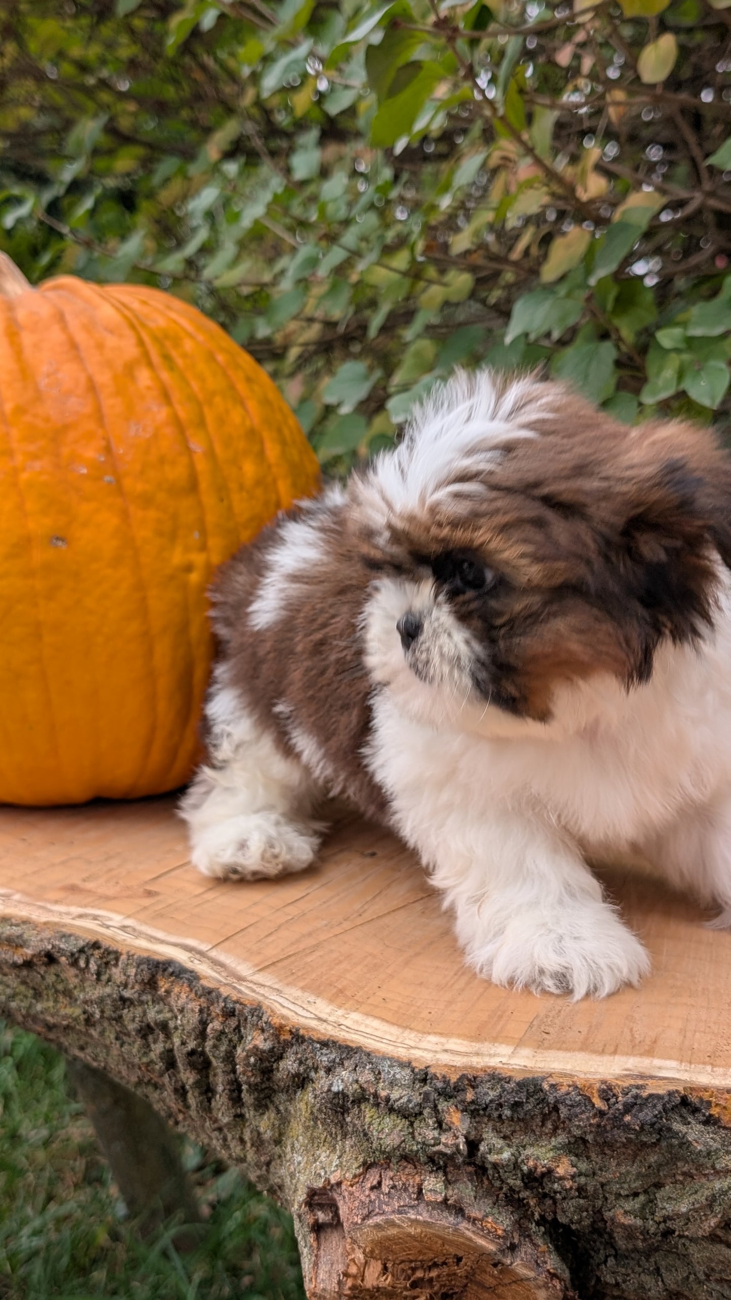 SHIH TZU (08/19) MALE