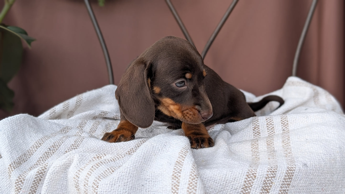 MINI DACHSHUND (MAY 26) MALE