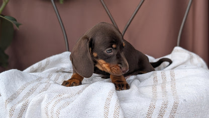 MINI DACHSHUND (MAY 26) MALE