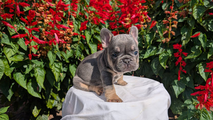 FRENCH BULLDOG (06/27) MALE