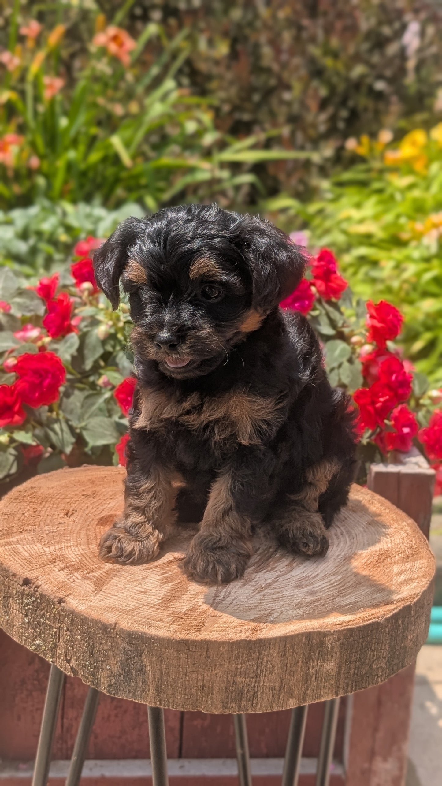 YORKIPOO (MAY 26) MALES