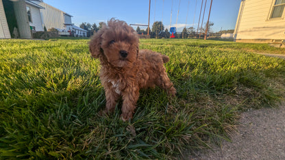 TOY CAVAPOO (07/30) FEMALE