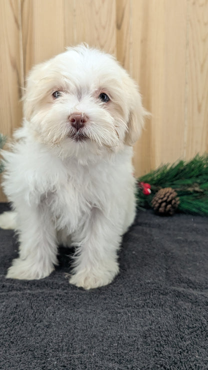 HAVANESE (09/13) FEMALE