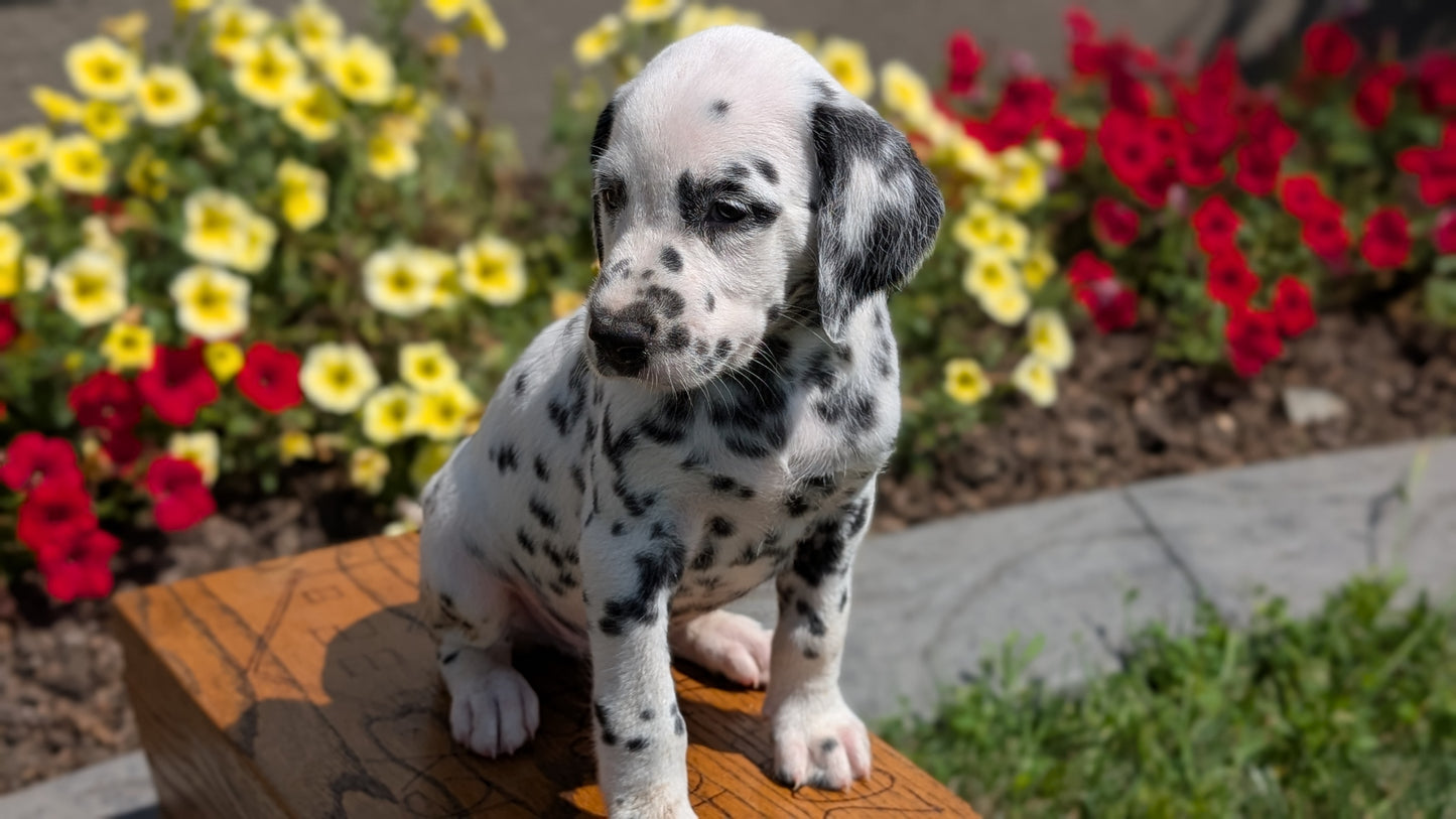 DALMATIAN (JUN 29) MALES