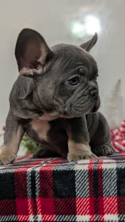 FRENCH BULLDOG (OCT 03) MALES